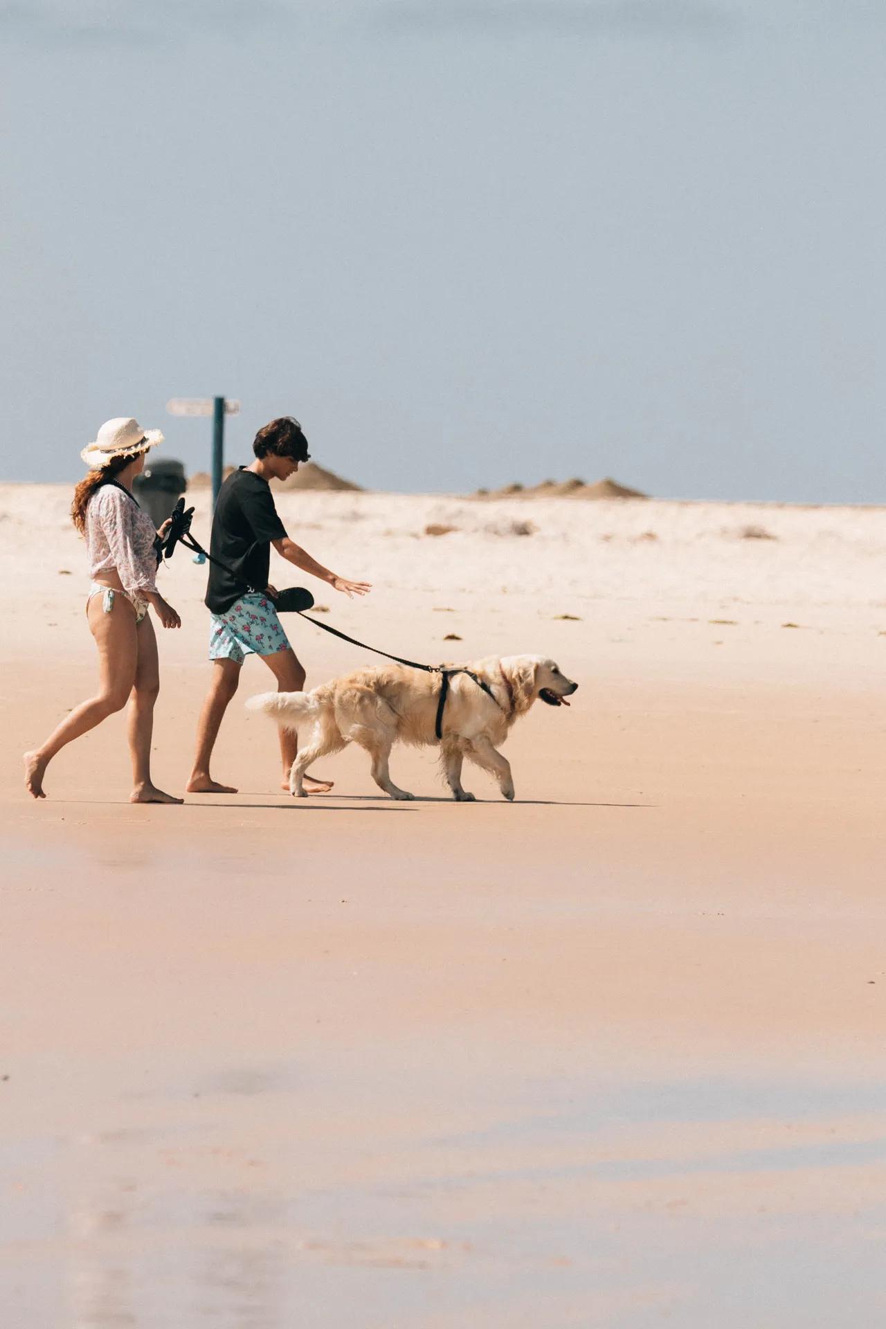 Två personer och en hund promenerar på stranden